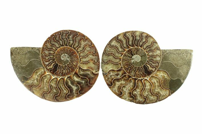 Cut & Polished, Agatized Ammonite Fossil - Madagascar #264776